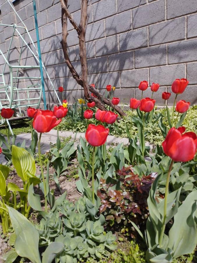 Homestay Jaisel Бишкек Екстериор снимка