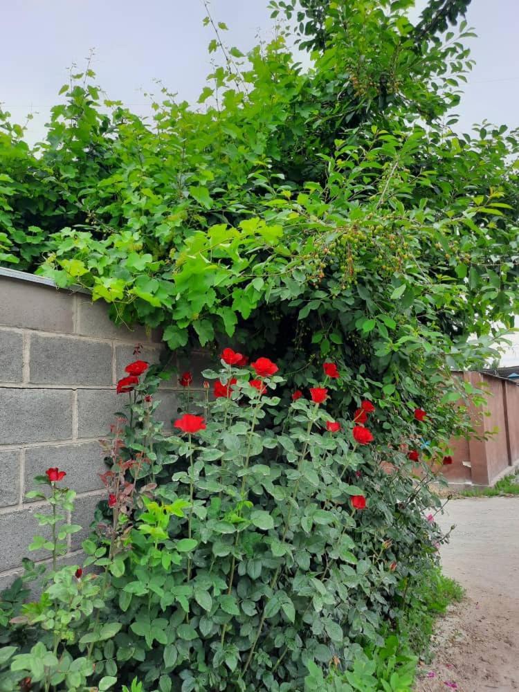 Homestay Jaisel Бишкек Екстериор снимка